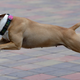 A dog wearing a fitness tracker.